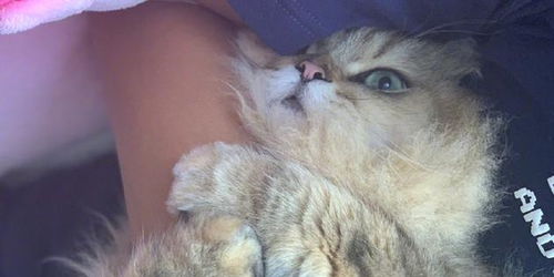 舒淇爱猫不想运动紧抱主人手臂表情魔性太有戏