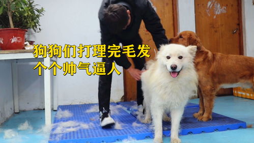 狗狗们到底有多享受梳毛全程都非常配合,陶醉的小表情真可爱