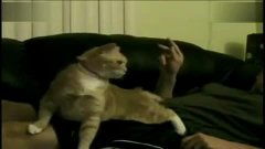 精选搞笑20130826主人给猫咪挠痒后猫咪的奇怪反应哈哈哈哈这个bgm搭配得真是应景戳中笑点