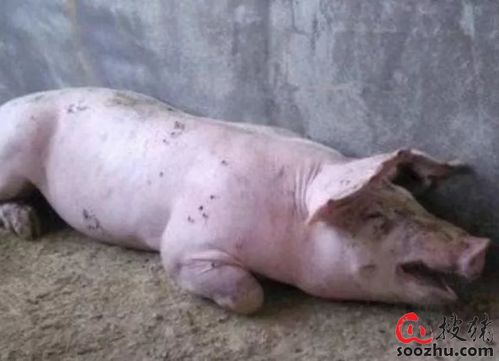 母猪突然死亡,口鼻还有白色泡沫流出,这是什么情况