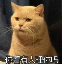 橘猫表情包大全橘猫表情包是哪只猫橘猫表情包出处