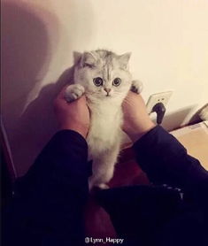 陈翔的毛豆是什么品种