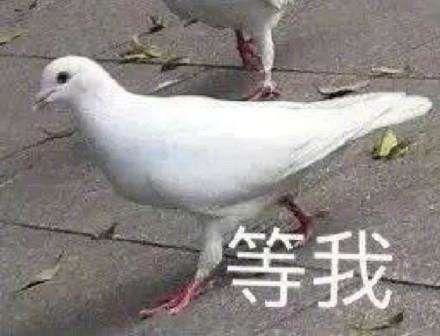 鸽德表情包沙雕