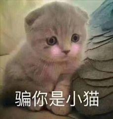 我超级喜欢的一组搞笑猫猫表情,超可爱沙雕哇,快来收图