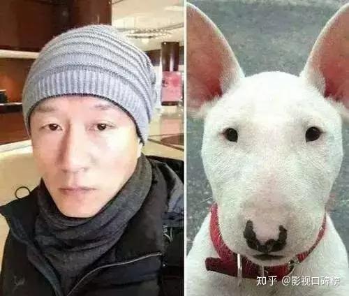 小欢喜黄磊隔空cue孙红雷像牛头梗,撞脸动物明星有哪些