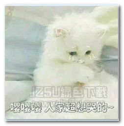 可爱的猫咪图片大全可爱的猫咪表情包免费版jz5u绿色下载站