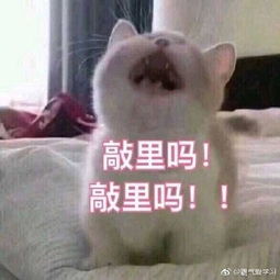 敲里lailai是什么意思敲里lailai表情包无水印