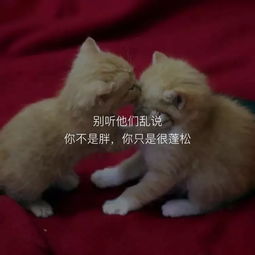 不想打字,只想用表情包来总结你的暑假和新学期