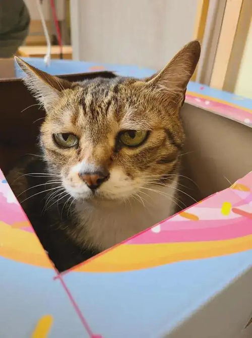 为什么人和猫对视超过30秒,猫大概率会有回避的行为