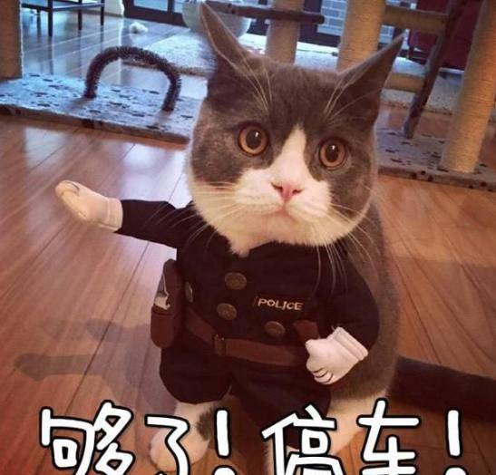 猫奴真的越来越多了,介绍一种猫界小妖精挪威森林猫
