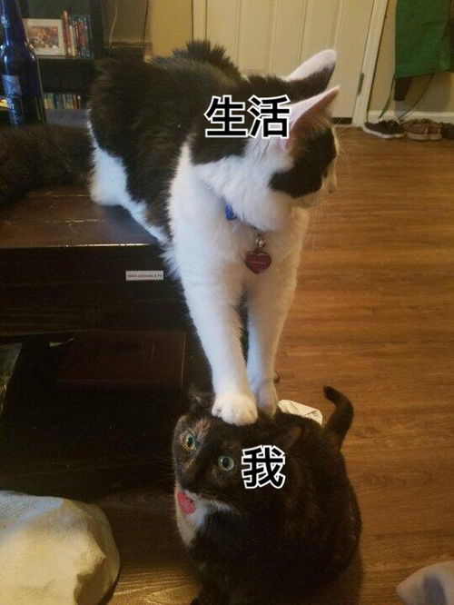 黑猫十一的相册我用别人家主子作过的表情包