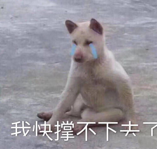今天的表情包不存也罢