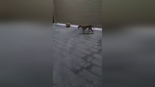 狗吓老子一跳