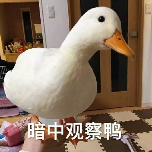 表情包我有一个馊主意