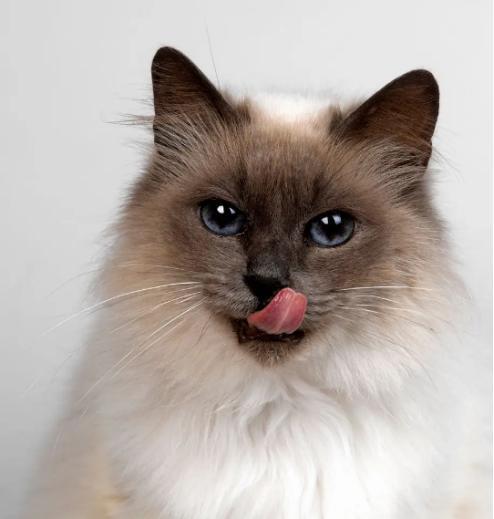 72种猫咪品种大全图片及介绍1猫咪品种知多少看看你认识多少