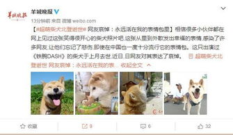 我的表情包去世了