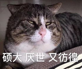 最近很火的表情包猫很火