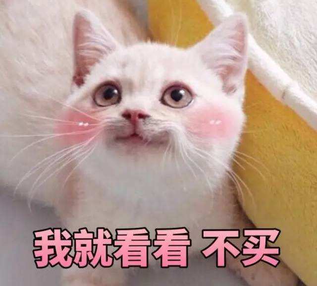 养不养猫已经成为衡量现代人成功的标准