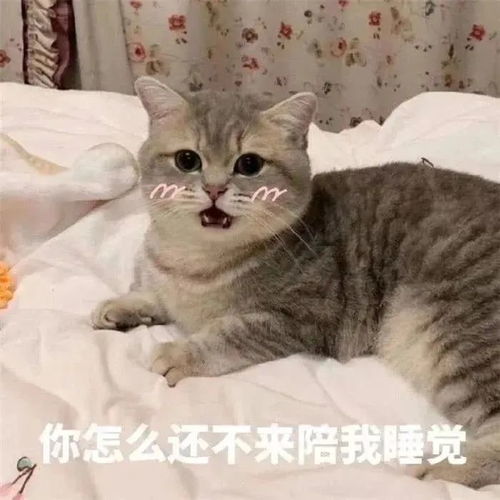 表情包和男朋友聊天时用的超可爱猫咪表情包
