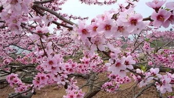 三生三世十里桃花穿越万亩花海北京千岛湖金海湖