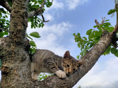 萌猫表情包