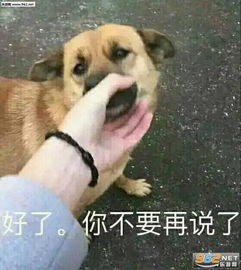 你不要再说了表情包好了你不要再说了表情包下载无水印乐游网游戏下载