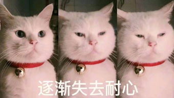 各种表情包大全集搞笑猫咪