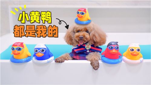 小黄鸭动态图片表情包跳进