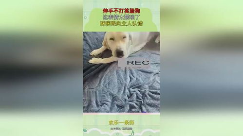 伸手不打笑脸狗,这表情太猥琐了,眯眯眼向主人认错