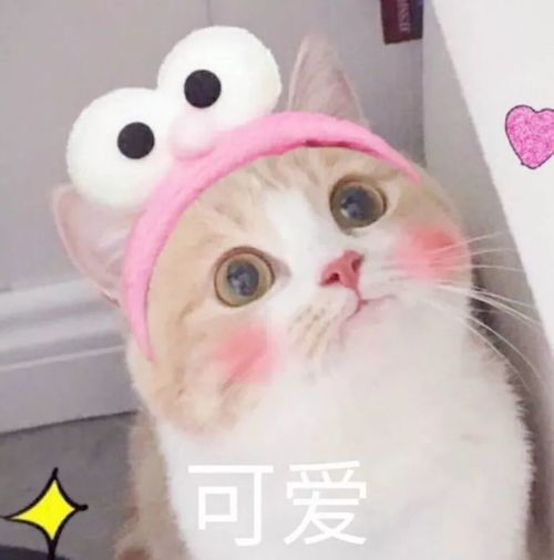 萌宠头像心有猛虎,也有小白兔