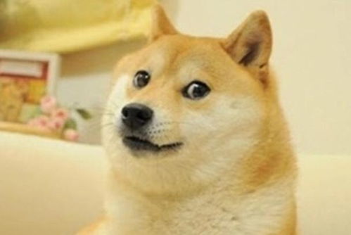 doge表情包柴犬去世曾成众多表情包和网络梗的来源