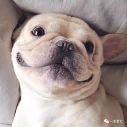 邪恶的笑容表情包斗牛犬