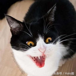 这只圆滚滚的大眼睛喵,根本就是一个表情包哇