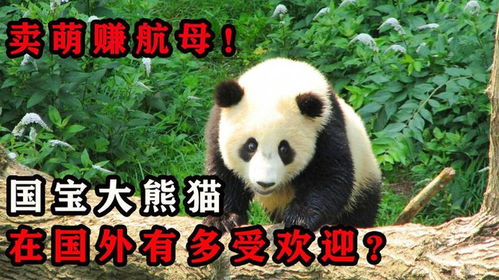 大熊猫在国外有多受欢迎住千万别墅,靠卖萌年赚百万租金