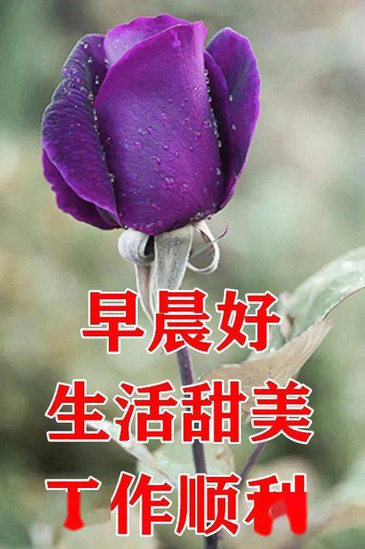 早上好动图微信表情包造就