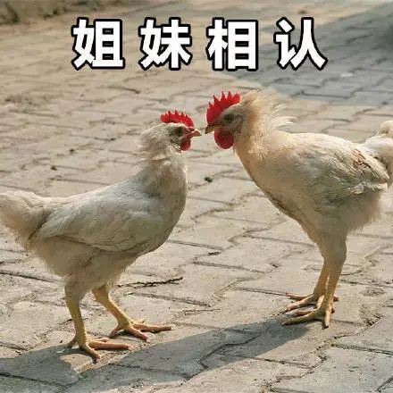 警告表情包表情包
