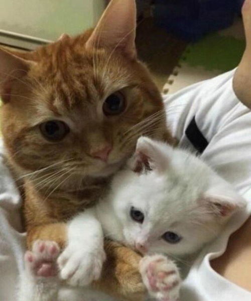 捡回家的小白猫被橘猫抱在怀里,这货是把小白猫当成童养媳了么