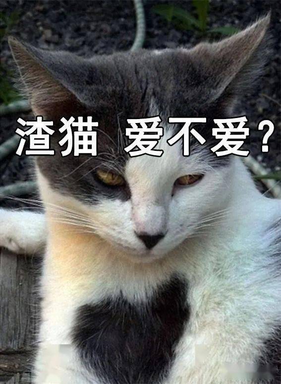 渣猫爱不爱表情包猫咪与渣女表情包真是绝配啊