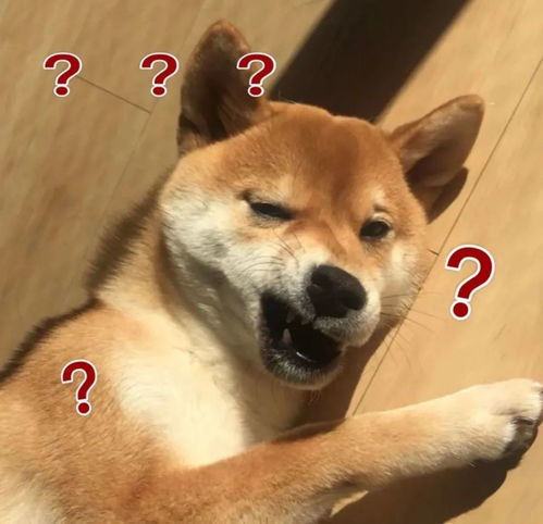 搞笑表情包宝贝可以别吃了吗