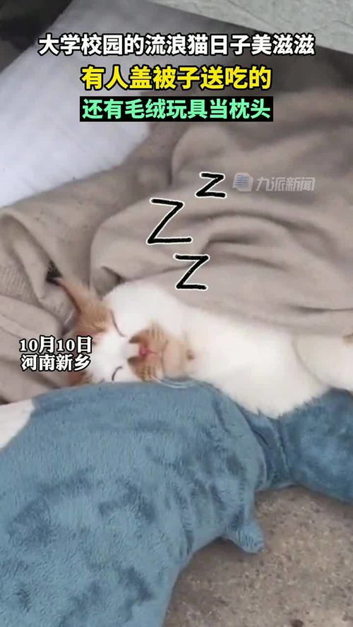 大学校园的流浪猫日子美滋滋,校园里的流浪猫有人盖被子送吃的,还有毛绒玩具当枕