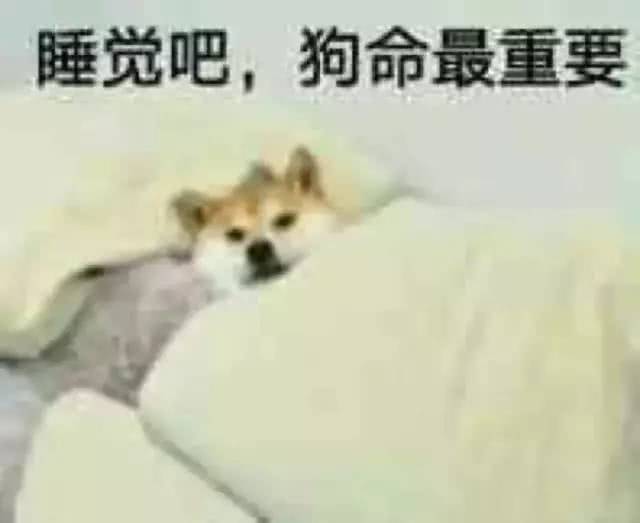 睡啥睡起来嗨表情包笨蛋