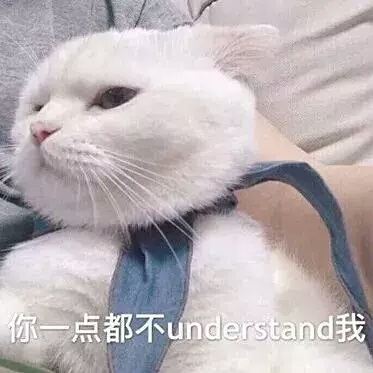 八块腹肌表情包图片猫咪