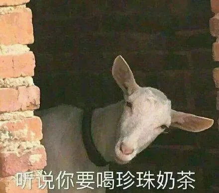 正在排便的表情包荷兰猪
