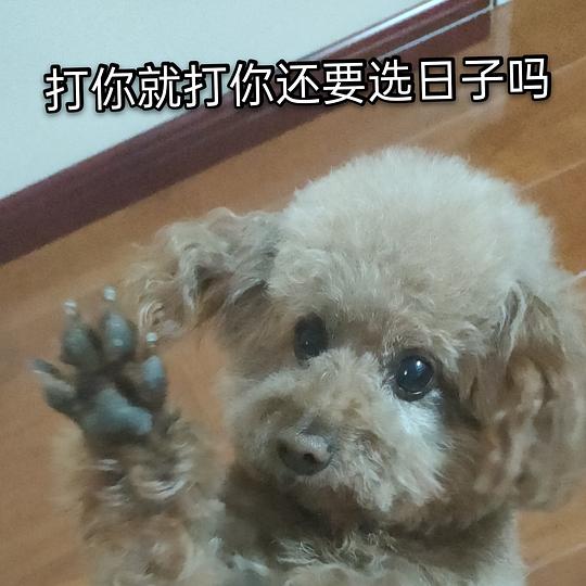 当事狗的主人的相册皮蛋表情包