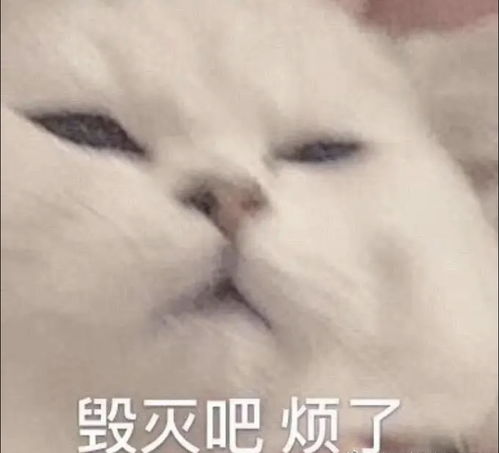 有没有后悔疫情回来的留学毕业生