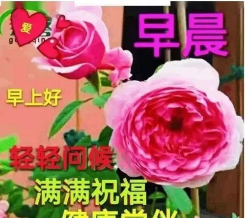 2021新版早晨好表情图合集,新版早上好祝福语美女图片