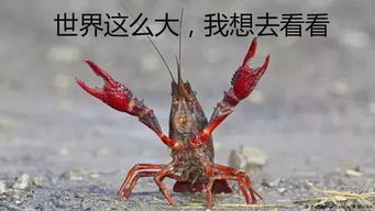柏林小龙虾泛滥成灾,网友签证安排一下吧