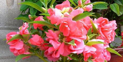 此3种阳台花卉,随便浇浇水就能养开花,一开便是200天