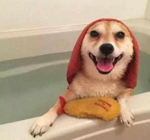 偷看你洗澡表情包柴犬