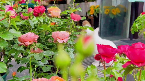 花店里的猫咪原创视频抖音看世界萌猫趣事